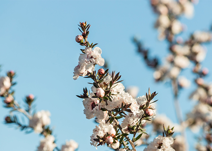 isolated-white-manuka-tree-flowers-with-blue-sky-background