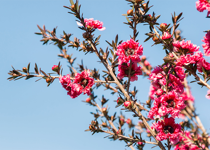 Pink manuka flowers in full bloom against a clear blue sky