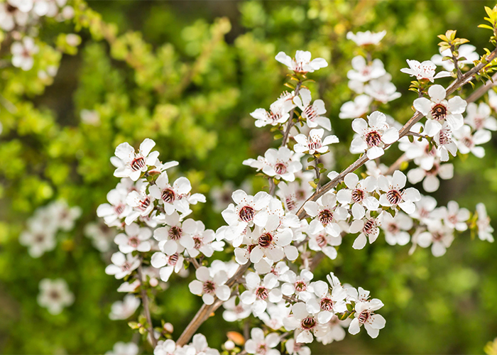 Wild white manuka flowers in full bloom with the background blurred