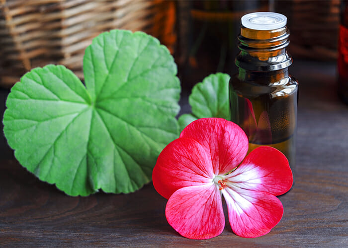 A bottle of geranium essential oil next to a freshly picked geranium flower and a leaf
