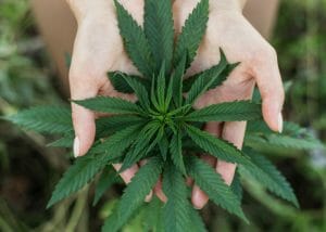 person's hands holding cannabis leaves