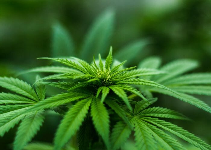 closeup of cannabis plant leaves