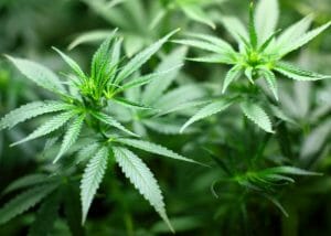closeup of cannabis or marijuana plant