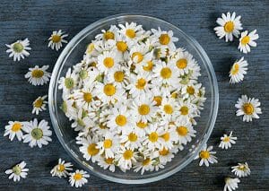 A top-down view of a glass bowl filled with chamomile flowers