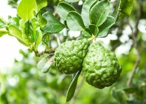 Two bergamot fruits hanging from a tree