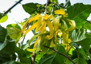 A ylang ylang flower in bloom