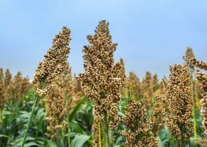 a field full of sorghum plants