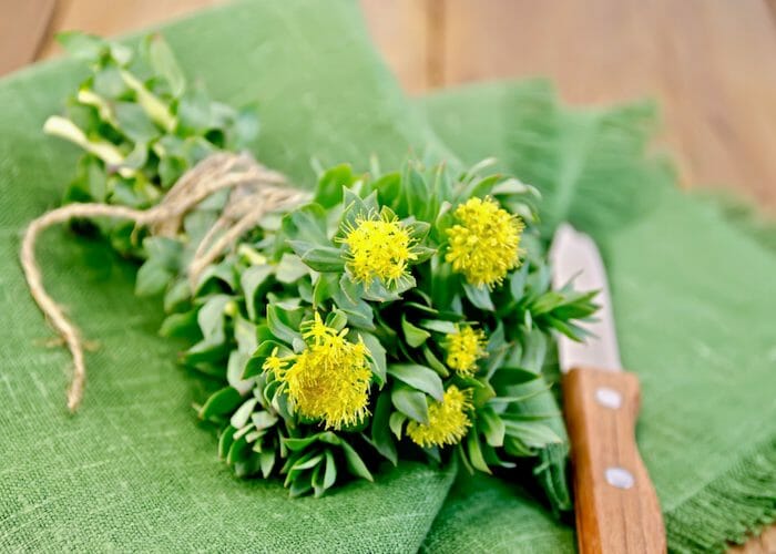 a bunch of Rhodiola rosea tied with string and laid on a green cloth