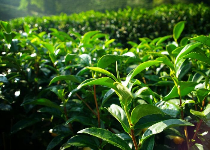field of tea tree plants growing in the sun