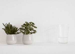 small house plants with a glass of water on white background