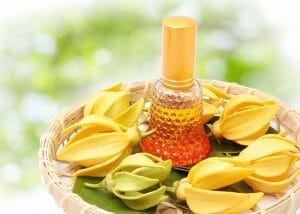 Ylang ylang flowers presented bamboo basket with bottle of essential oil in the middle